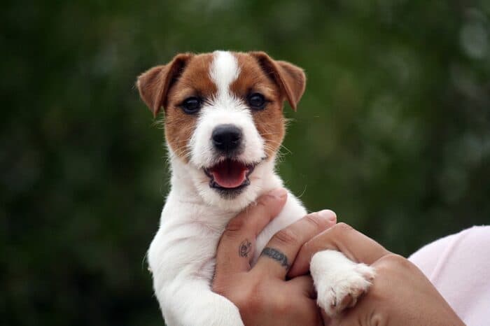 Cachorro de Jack Russell de pelo liso, blanco y canela, en brazos y con la boca abierta, sobre fondo verde.