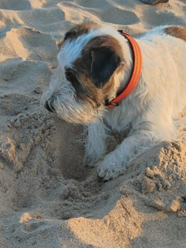 Califa, un Jack Russell con collar naranja, escarbando en la arena de la playa al atardecer.