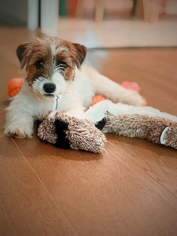 Cachorro de Jack Russell de pelo duro tumbado en el suelo de madera junto a un peluche.