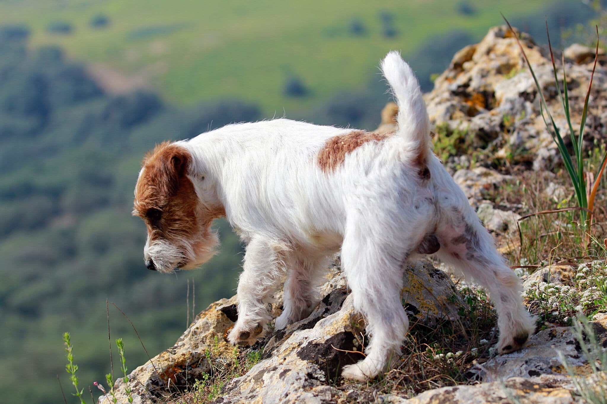 Jack Russell de OnceTartessos.